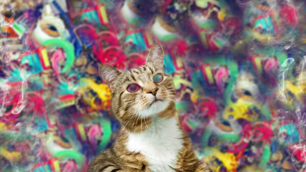 Wallpaper Trippy, Cat, Multi-Colored