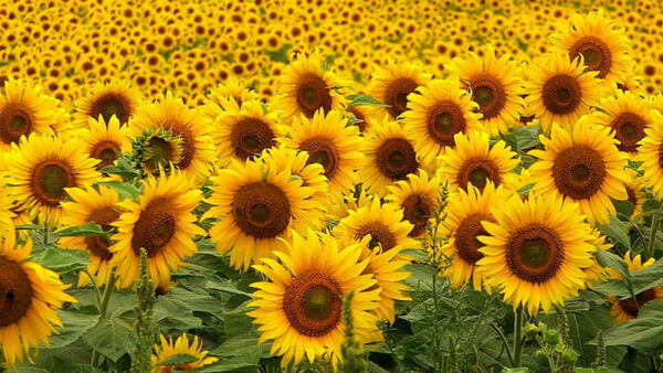 Wallpaper Sunflowers, Field, Sunflower, Beautiful