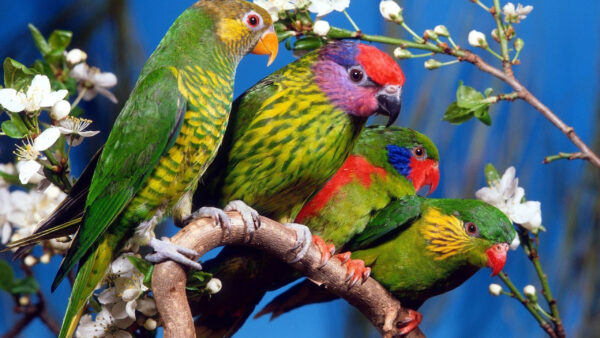 Wallpaper Branch, Tree, Green, Four, Parrots