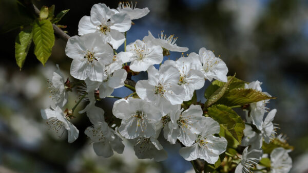 Wallpaper Flowers, Blur, Blossom, Sakura, Background, White, Flower