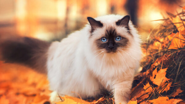 Wallpaper White, Background, Standing, Leaves, Black, Blue, Fur, Blur, Cat, Yellow, Eyes