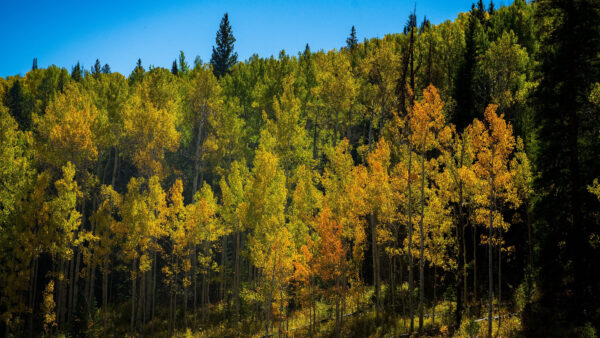 Wallpaper Forest, Blue, Desktop, Background, Yellow, Mobile, Sky, Leaves, Orange, Trees, Autumn, Green