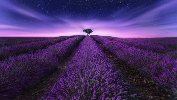 Wallpaper During, Nature, Flowers, Beautiful, Sky, Nighttime, Purple, Field, Lavender, Starry, Under