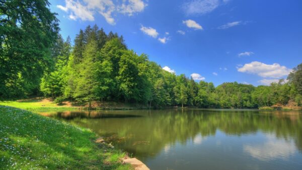 Wallpaper Surrounded, Green, Nature, Field, Trees, Blue, Grass, Under, Lake, Sky