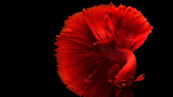 Wallpaper Red, Background, Black, Betta, Desktop, Fish