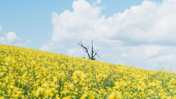 Wallpaper Blue, Slope, Sky, White, Yellow, Rapeseed, Clouds, Field, Flowers