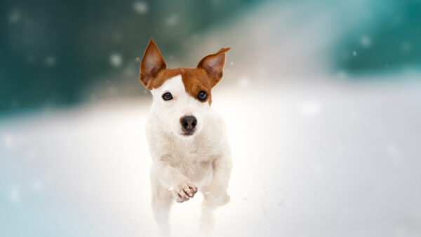 Wallpaper Dog, Puppy, Russell, Snow, Jack, Falling, Baby, Terrier, Background, Animal