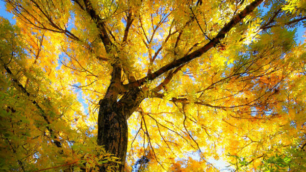 Wallpaper Sunlight, Leaves, Yellow, Trees, Blue, Under, With, Branches, Nature, Sky, Autumn