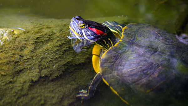 Wallpaper Water, Inside, Turtle, Colorful