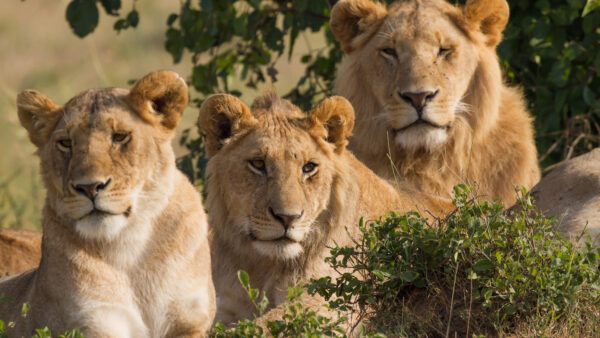 Wallpaper Green, Lion, Background, Closeup, Tree, Branches, View, Leaves, Three, Lions