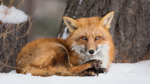 Wallpaper Stare, Light, With, Snow, Tree, Look, Trunk, Brown, Sitting, Fox, Background