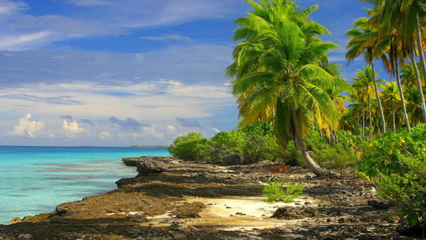 Wallpaper Blue, Plants, Green, Sand, Beach, Trees, Sky, Bushes, Stones, Under, Palm, Ocean