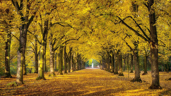 Wallpaper Straight, Leaves, Daytime, Line, Trees, During, Yellow, Park, Autumn