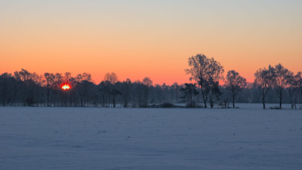 Wallpaper Mobile, During, Desktop, Forest, Sunset, Snow, Field, Trees, Winter
