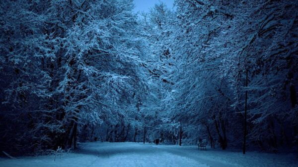 Wallpaper Under, Snow, Time, Blue, Trees, Sky, Winter, Branches, Evening, Covered, During
