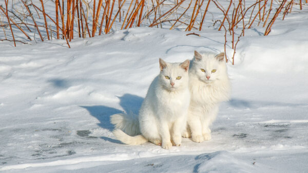 Wallpaper Snow, Cute, Yellow, Cat, Cats, Eyes, Field, Two