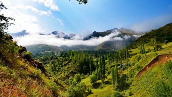 Wallpaper Trees, Blue, Under, Fog, Plants, With, White, Sky, Nature, Clouds, Mountains, Green, Bushes