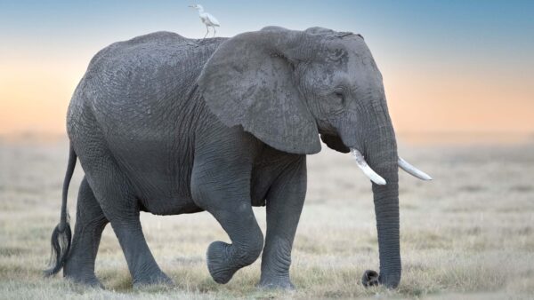 Wallpaper Standing, Egret, Elephant, During, Sky, Bird, Sunset, Blue, Background