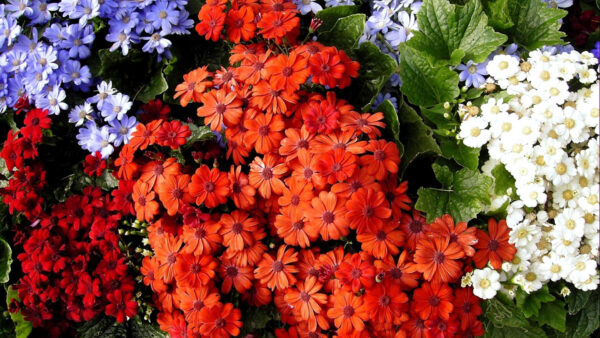 Wallpaper Red, Cineraria, Leaves, Purple, Green, Flowers, White, Orange