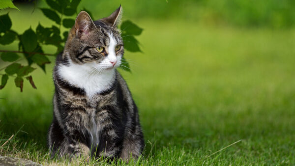 Wallpaper White, Black, Green, Cat, Yellow, Eyes, Background, Sitting, Grass