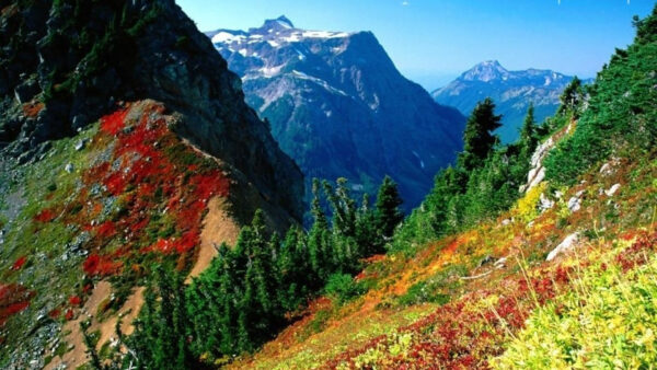Wallpaper View, Slope, Plants, Landscape, Flowers, Nature, Closeup, Colorful, Mountains, And