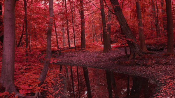 Wallpaper Reflection, Fall, Water, Trees, Forest, River, Autumn, Red, Between