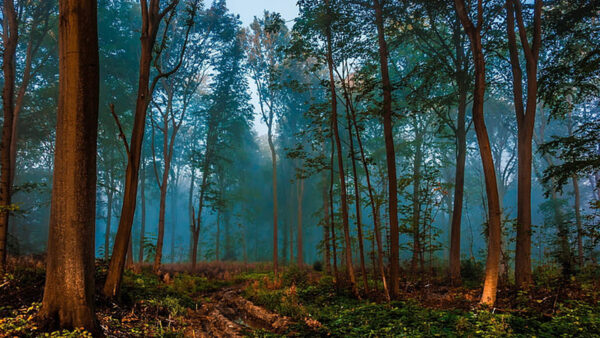 Wallpaper Field, Depth, Fog, Nature, Plants, Green, Bushes, Trees, With, Forest