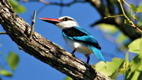 Wallpaper Bird, Branch, Tree, Sharp, Kingfisher, Standing, White, Blue, Sky, Beak, Background, Birds