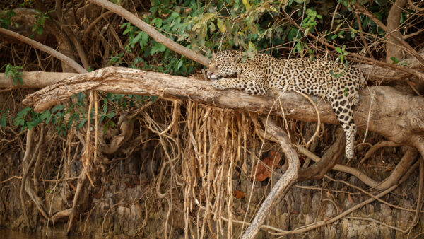 Wallpaper Forest, Lying, Branch, Background, Down, Tree, Jaguar