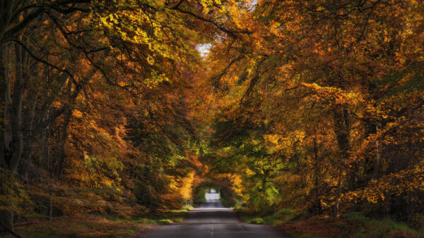 Wallpaper Between, Fall, Trees, Autumn, Yellow, Road, During, Green, Daytime, Forest, Orange