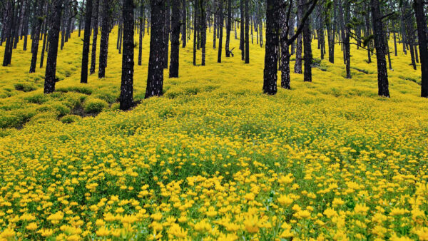 Wallpaper Plants, Field, Forest, Flowers, Trees, Yellow, Beautiful, Background