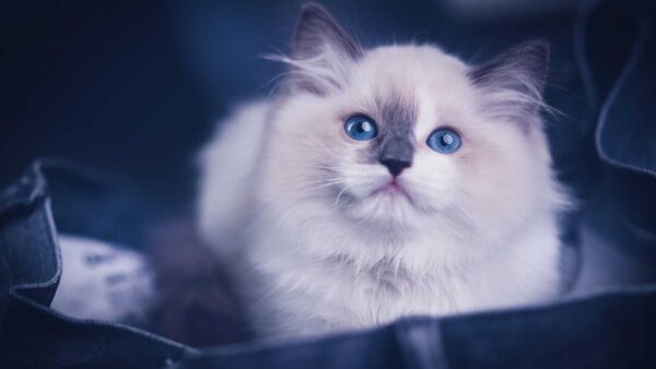 Wallpaper Kitten, White, Eyes, Cat, Blue