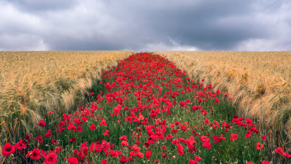 Wallpaper Evening, Red, White, Clouds, Common, Field, Poppy, Wheat, Under, Sky, Flowers, During, Time