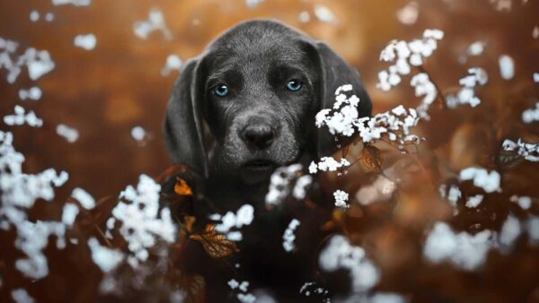 Wallpaper Background, Standing, Dog, Flowers, Blue, Weimaraner, Eyes, White, Blur, Black, Field