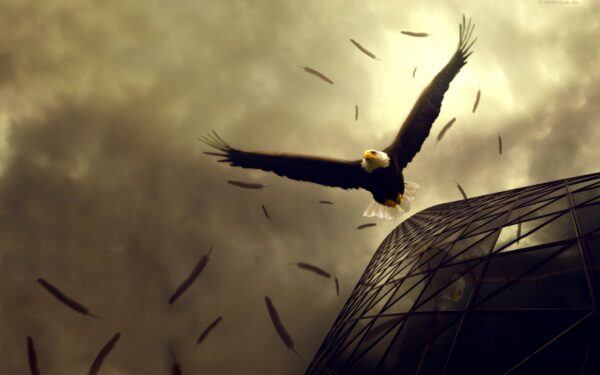 Wallpaper Eagle, Flight