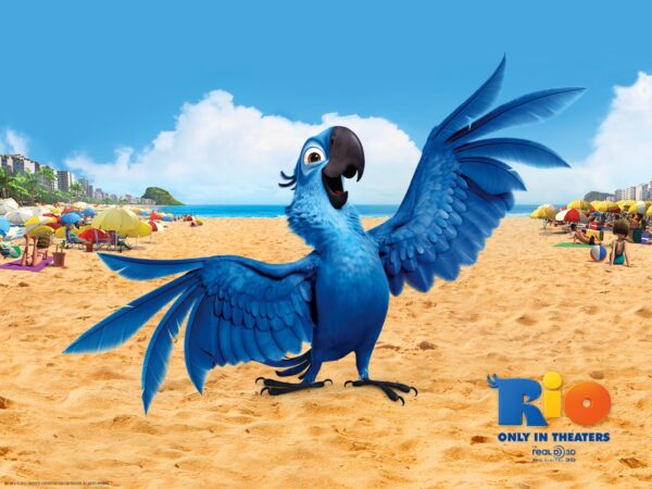 Wallpaper Bird