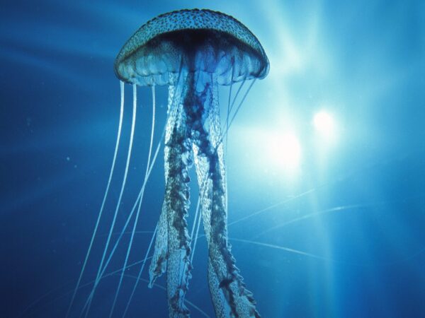 Wallpaper Electric, Jellyfish