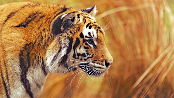 Wallpaper Tiger, Bengal