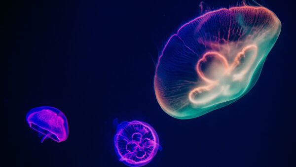 Wallpaper Jellyfishes