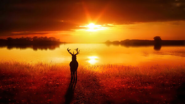 Wallpaper Mobile, Silhouette, Reindeer, Lake, Landscape, Front, Nature, Standing, Time, Sunset, Desktop, During