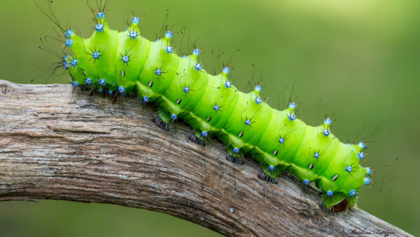 Wallpaper Cool, Pc, Free, Animals, 1920×1080, Background, Desktop, Download, Images, Caterpillar, Wallpaper