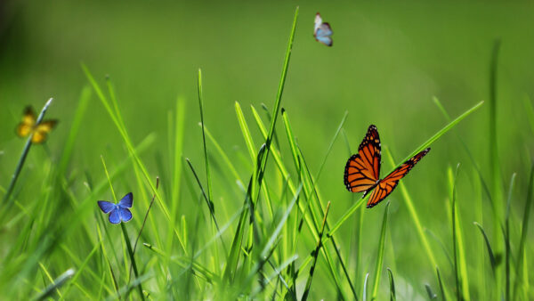 Wallpaper Brown, Desktop, Blur, Grass, Green, Blue, Background, Butterfly, Yellow, Butterflies
