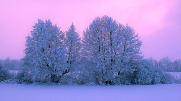 Wallpaper During, Pink, Winter, Covered, Sunset, Snow, Desktop, Tree