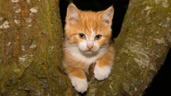 Wallpaper Lying, Desktop, Tree, Brown, Cat, Mobile, White, Kitten