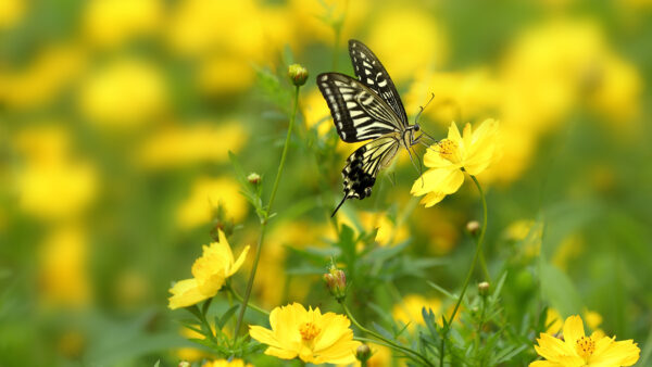 Wallpaper Desktop, With, Yellow, Shallow, Sitting, Flower, Birds, Background, Mobile, Butterfly, Flowers