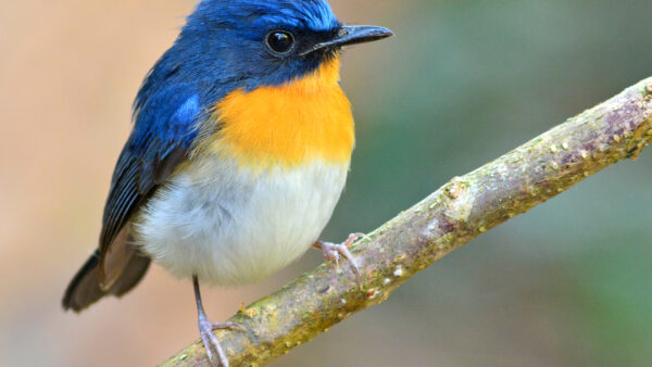 Wallpaper Birds, Bird, Blue, Blur, Yellow, Branch, Tree, Desktop, White, Background
