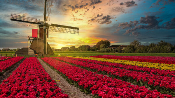 Wallpaper The, Grass, Nature, Middle, Under, And, Sunrise, Tulip, Windmill, Field, Desktop, Sky, During, Cloudy