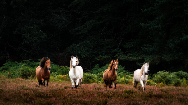 Wallpaper Desktop, Brown, Background, Green, Pink, Are, Field, Mobile, Running, Flowers, Horses, Four, Trees, White, Horse