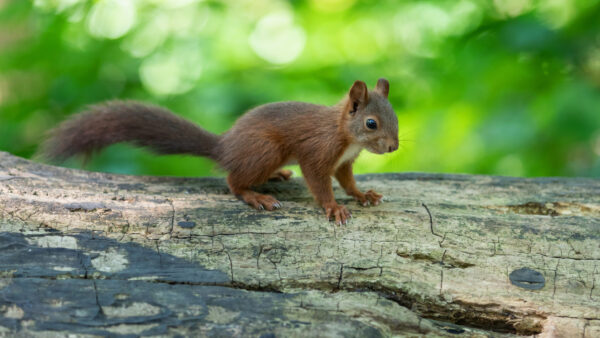 Wallpaper Mobile, Desktop, Squirrel, Trees, Shallow, Background, With, Fox, Green