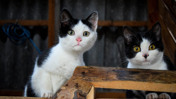 Wallpaper Cats, White, Ladder, Cat, Are, Standing, Wooden, Black